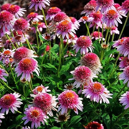 Niedriger Scheinsonnenhut 'Butterfly Kisses' (Echinacea purpurea)