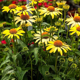 Niedriger Scheinsonnenhut 'Cleopatra' (Echinacea purpurea)