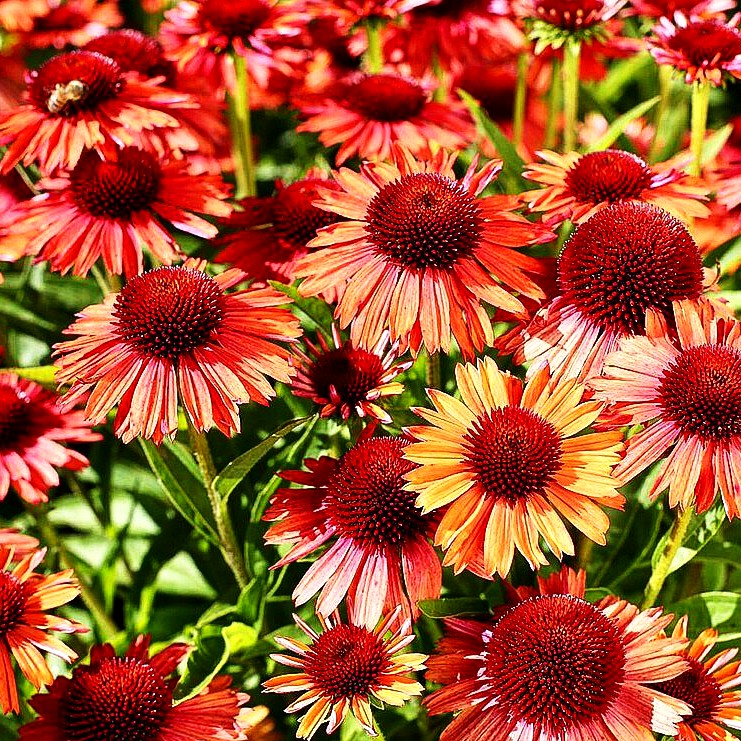 Niedriger Scheinsonnenhut 'Meditation Orange' (Echinacea purpurea)