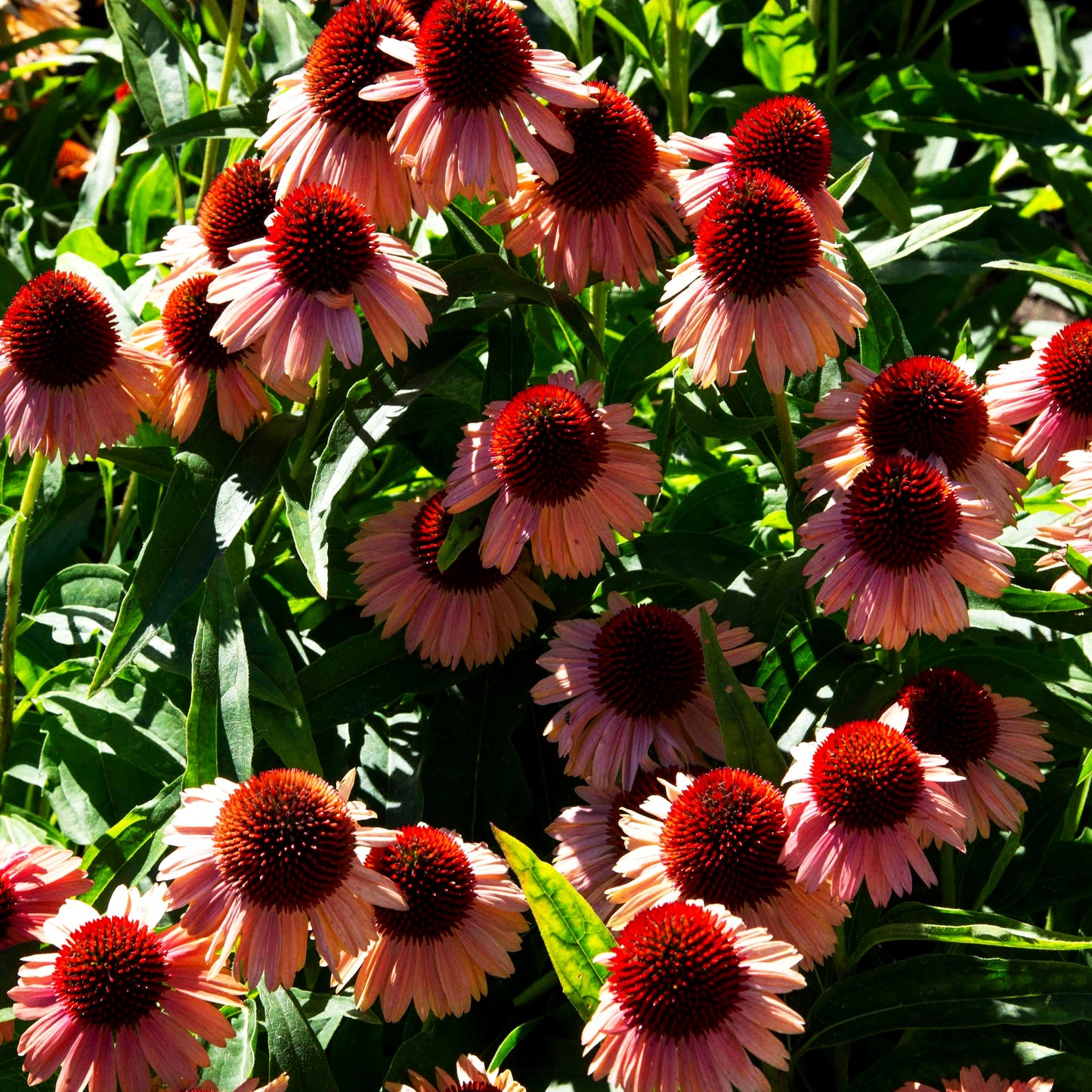 Niedriger Scheinsonnenhut 'Meditation Orange' (Echinacea purpurea)