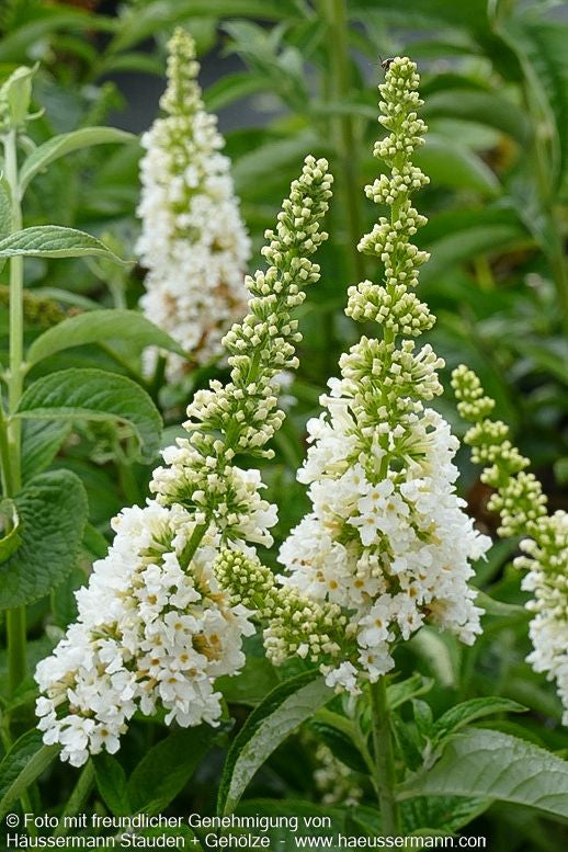 Niedriger Sommerflieder 'Miss Pearl' (Buddleja davidii)