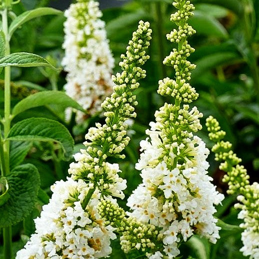 Niedriger Sommerflieder 'Miss Pearl' (Buddleja davidii)