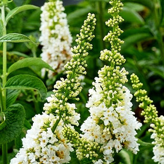 Niedriger Sommerflieder 'Miss Pearl' (Buddleja davidii)
