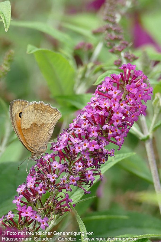 Niedriger Sommerflieder 'Miss Ruby' (Buddleja davidii)