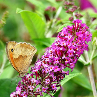 Niedriger Sommerflieder 'Miss Ruby' (Buddleja davidii)