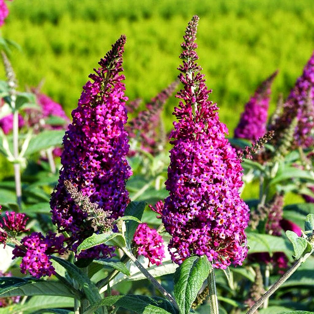 Niedriger Sommerflieder 'Miss Ruby' (Buddleja davidii)