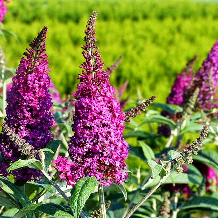 Niedriger Sommerflieder 'Miss Ruby' (Buddleja davidii)