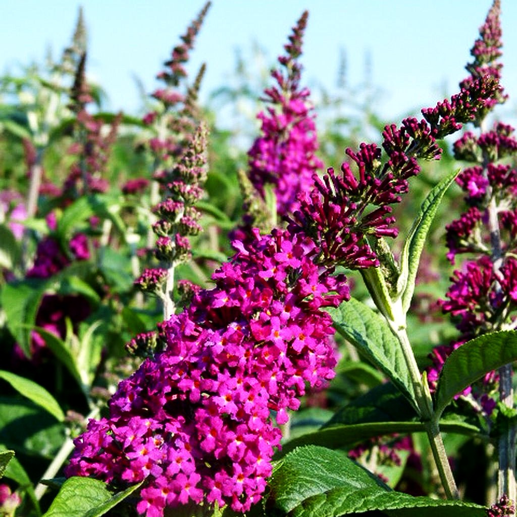 Niedriger Sommerflieder 'Miss Ruby' (Buddleja davidii)