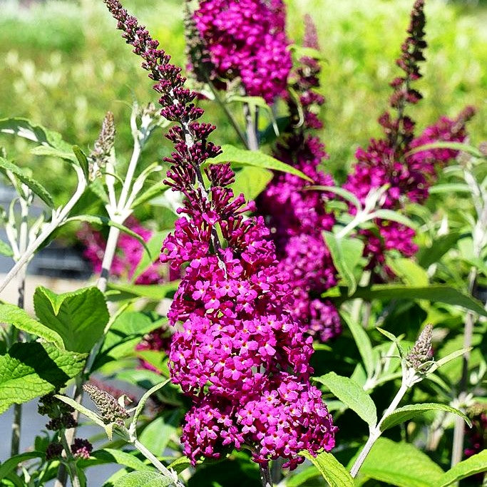 Niedriger Sommerflieder 'Miss Ruby' (Buddleja davidii)