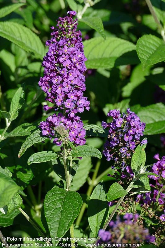 Niedriger Sommerflieder 'Miss Violet' (Buddleja davidii)