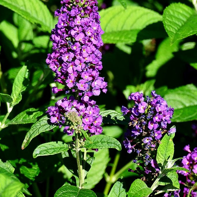 Niedriger Sommerflieder 'Miss Violet' (Buddleja davidii)