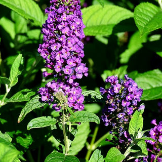 Niedriger Sommerflieder 'Miss Violet' (Buddleja davidii)