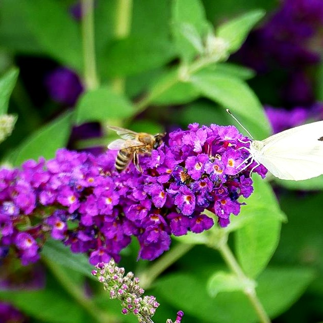 Niedriger Sommerflieder 'Miss Violet' (Buddleja davidii)