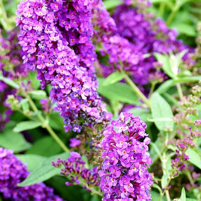 Niedriger Sommerflieder 'Miss Violet' (Buddleja davidii)