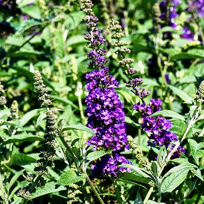 Niedriger Sommerflieder 'Miss Violet' (Buddleja davidii)