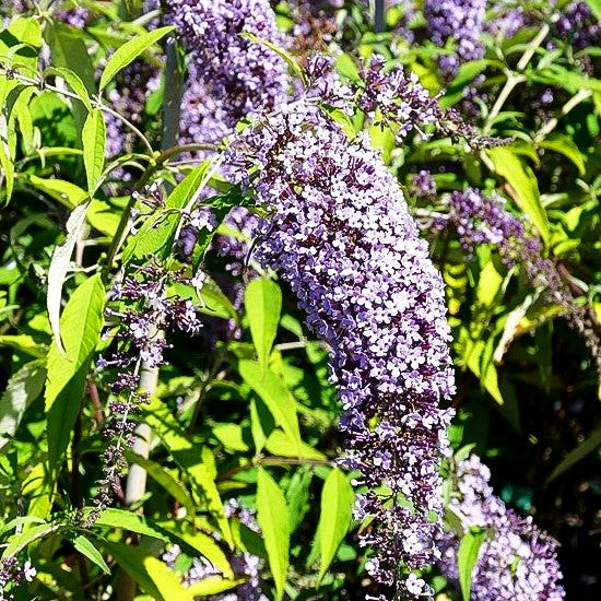 Niedriger Sommerflieder 'Wisteria Lane' (Buddleja davidii)