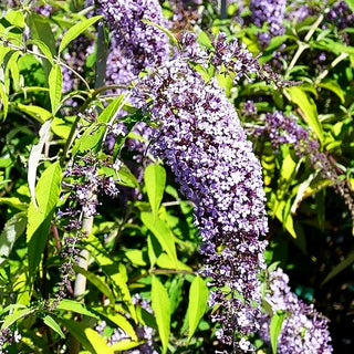 Niedriger Sommerflieder 'Wisteria Lane' (Buddleja davidii)