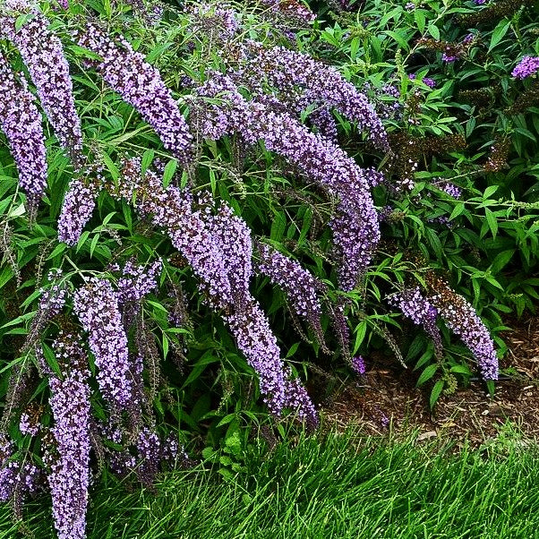 Niedriger Sommerflieder 'Wisteria Lane' (Buddleja davidii)
