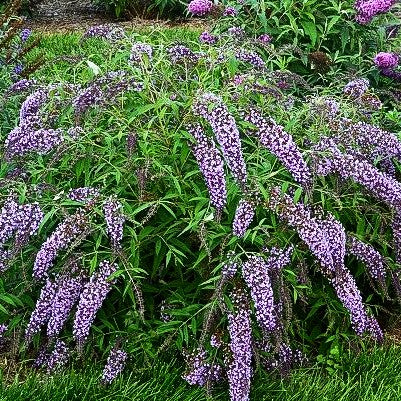 Niedriger Sommerflieder 'Wisteria Lane' (Buddleja davidii)