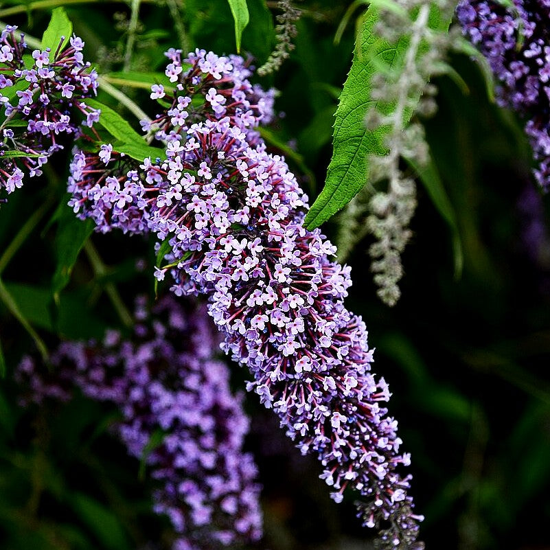 Niedriger Sommerflieder 'Wisteria Lane' (Buddleja davidii)