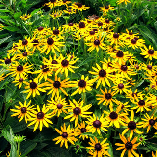 Niedriger Sonnenhut 'Little Gold Star' (Rudbeckia fulgida)