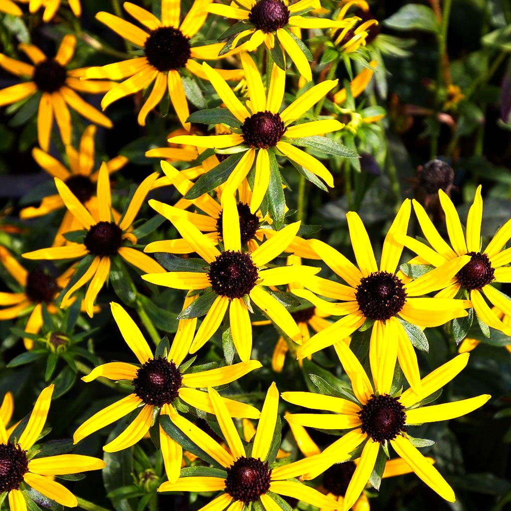 Niedriger Sonnenhut 'Little Gold Star' (Rudbeckia fulgida)