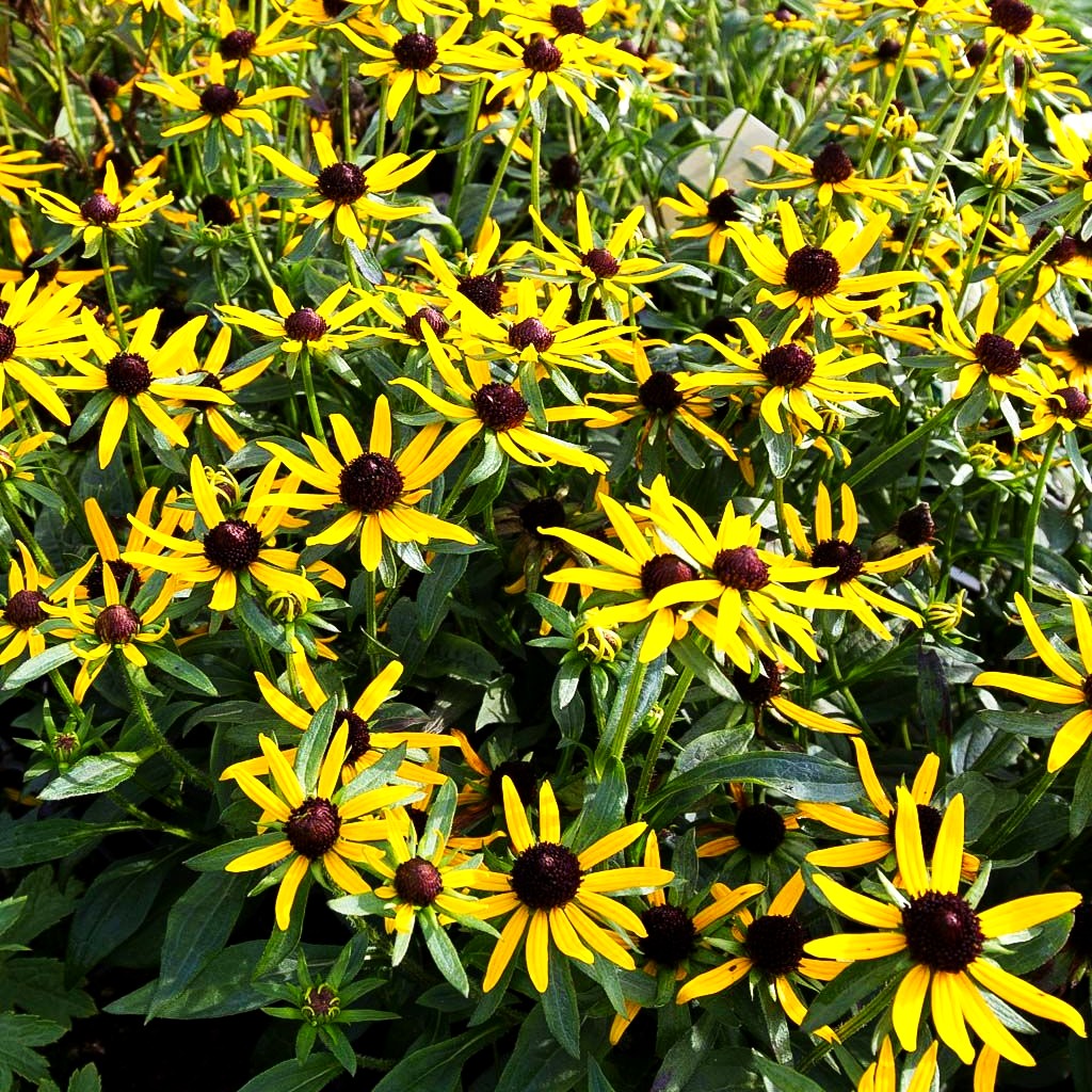 Niedriger Sonnenhut 'Little Gold Star' (Rudbeckia fulgida)