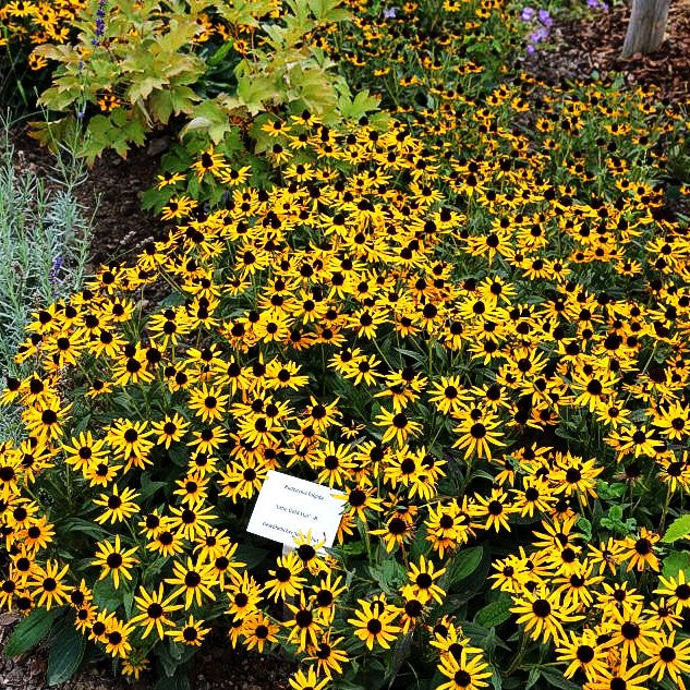 Niedriger Sonnenhut 'Little Gold Star' (Rudbeckia fulgida)