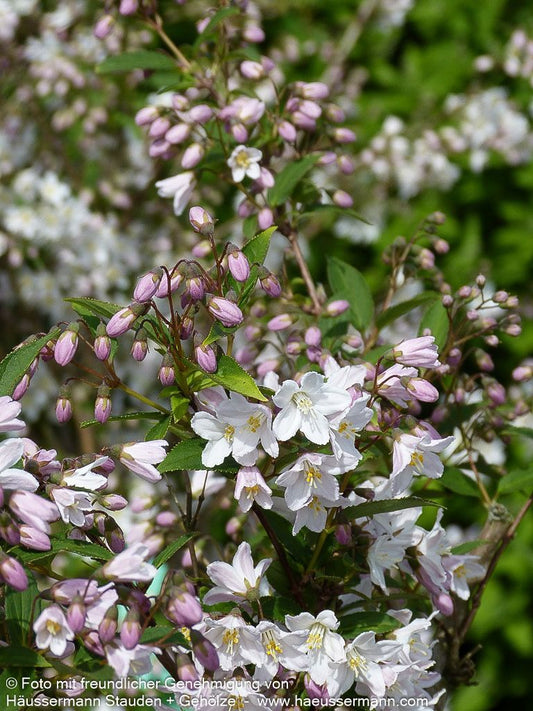 Niedriger Sternchenstrauch (Deutzia x rosea)