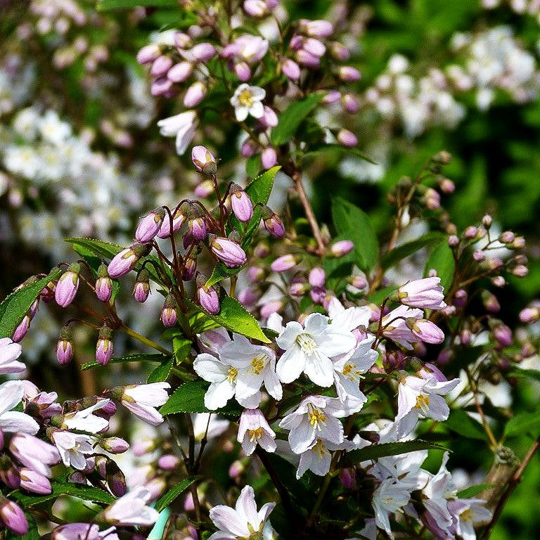 Niedriger Sternchenstrauch (Deutzia x rosea)
