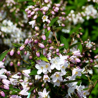 Niedriger Sternchenstrauch (Deutzia x rosea)