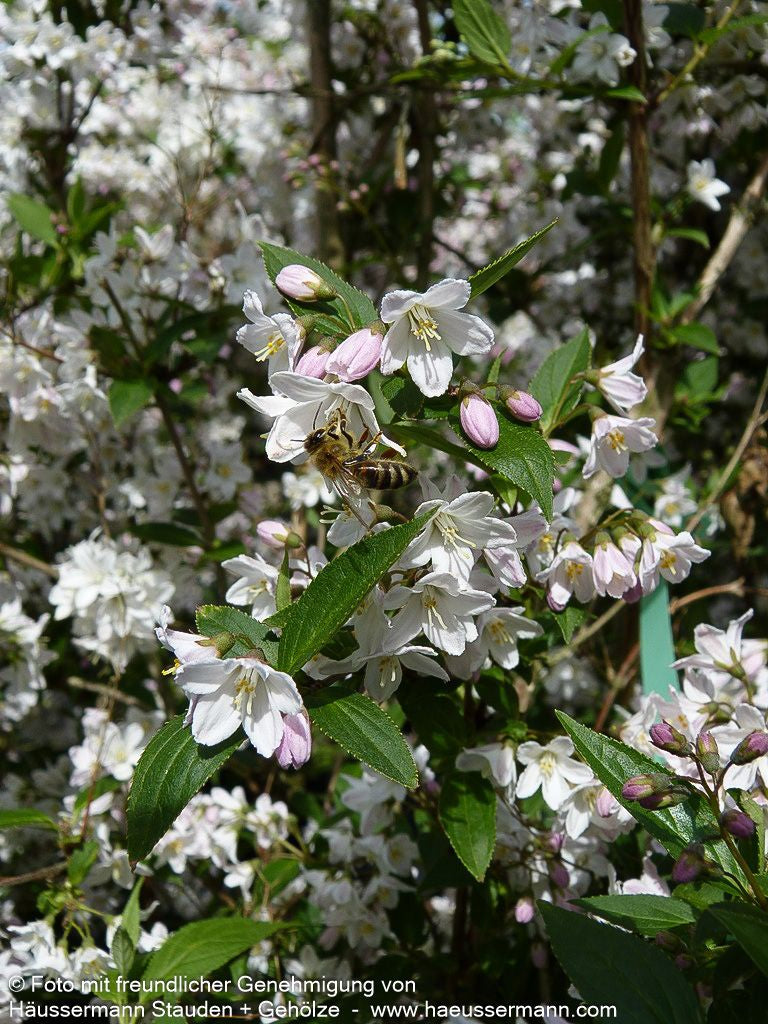 Niedriger Sternchenstrauch (Deutzia x rosea)