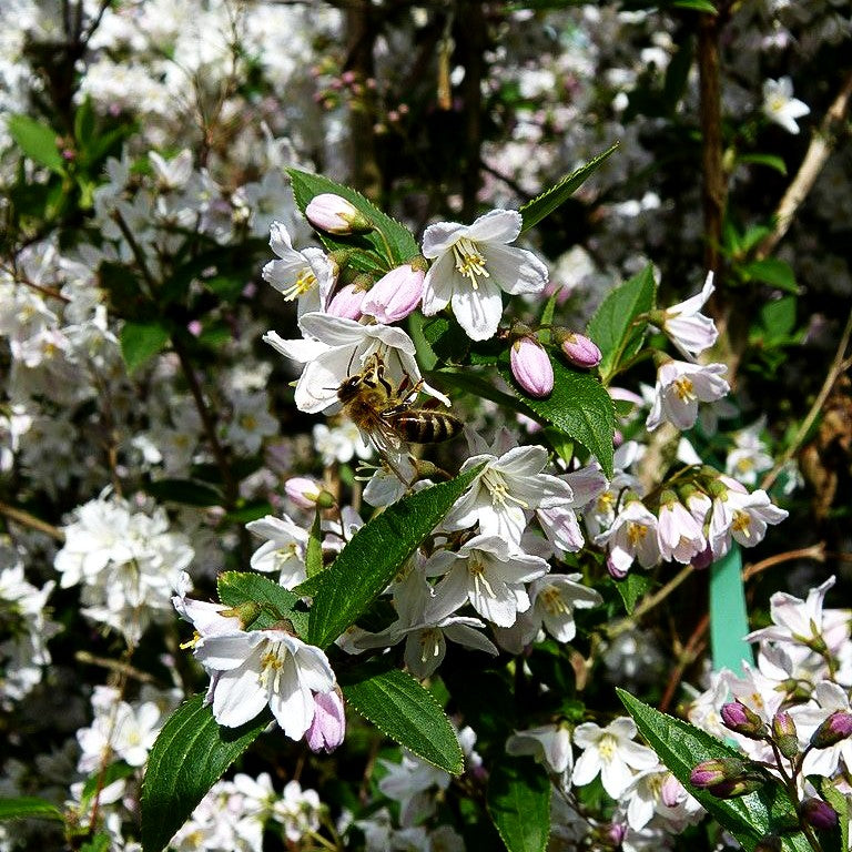 Niedriger Sternchenstrauch (Deutzia x rosea)