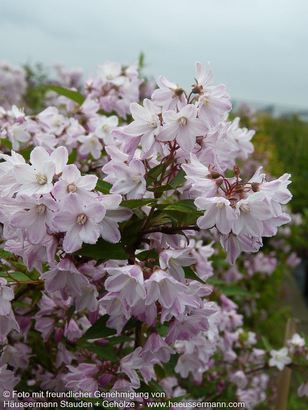 Niedriger Sternchenstrauch (Deutzia x rosea)
