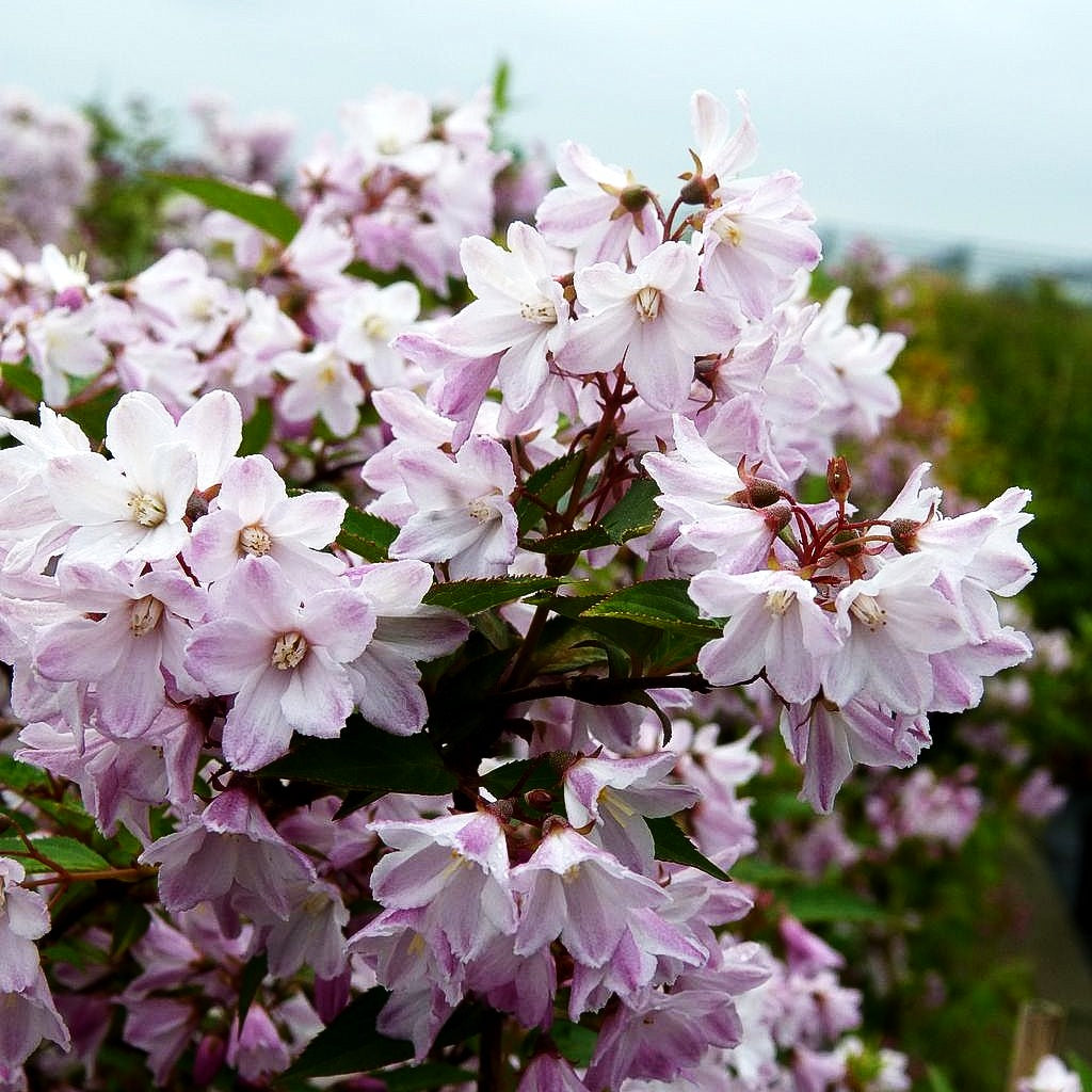 Niedriger Sternchenstrauch (Deutzia x rosea)