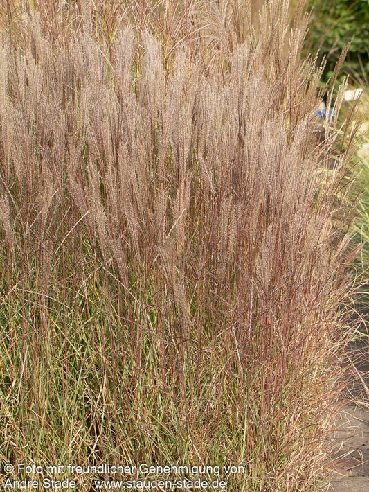 Niedriges Chinaschilf 'Yakushima Dwarf' (Miscanthus sinensis)