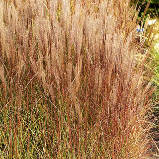 Niedriges Chinaschilf 'Yakushima Dwarf' (Miscanthus sinensis)