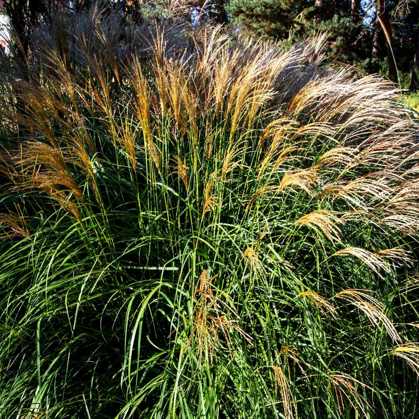 Niedriges Chinaschilf 'Yakushima Dwarf' (Miscanthus sinensis)
