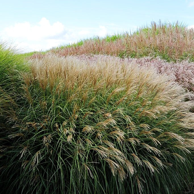 Niedriges Chinaschilf 'Yakushima Dwarf' (Miscanthus sinensis)