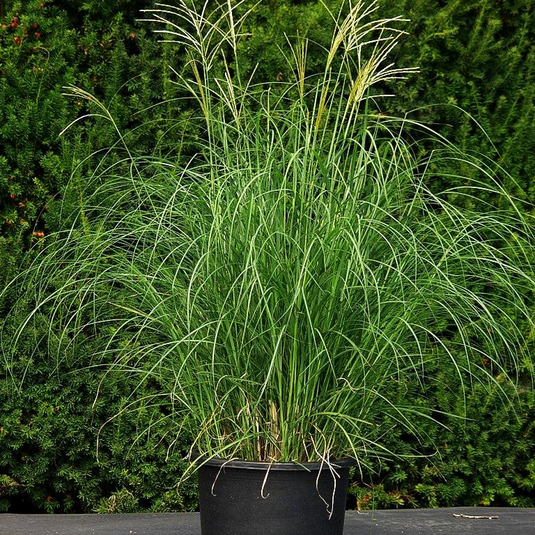 Niedriges Chinaschilf 'Yakushima Dwarf' (Miscanthus sinensis)
