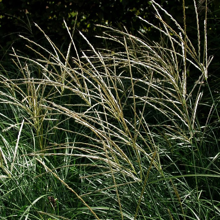 Niedriges Chinaschilf 'Yakushima Dwarf' (Miscanthus sinensis)