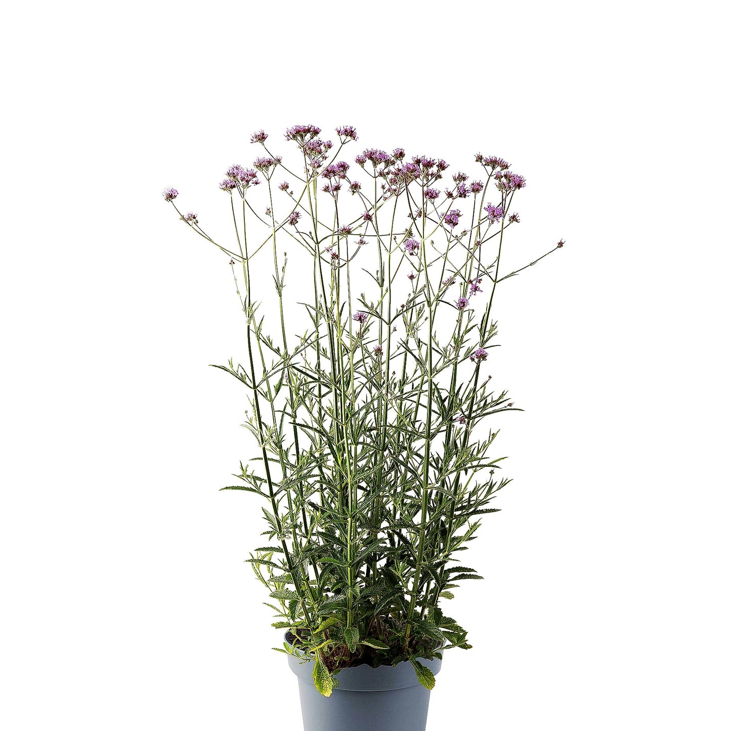 Niedriges Eisenkraut 'Bonnie Blue' (Verbena bonariensis)