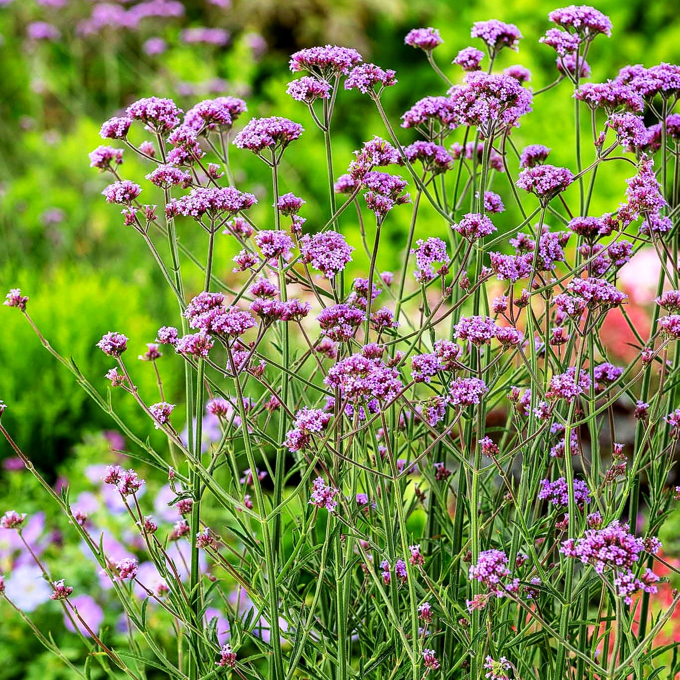 Niedriges Eisenkraut 'Bonnie Blue' (Verbena bonariensis)