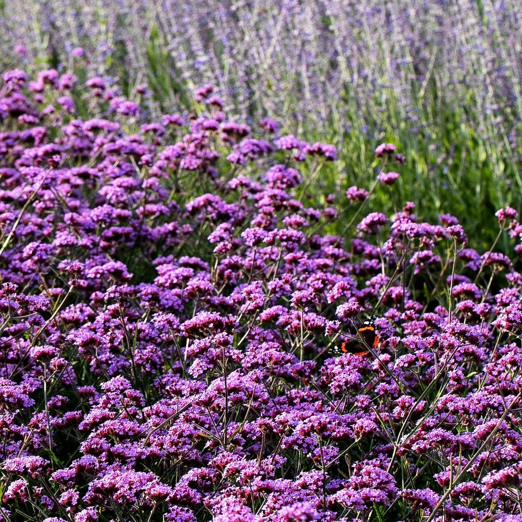 Niedriges Eisenkraut 'Lollipop' (Verbena bonariensis)