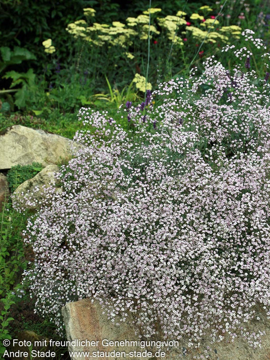 Niedriges Schleierkraut 'Rosenschleier' (Gypsophila repens)