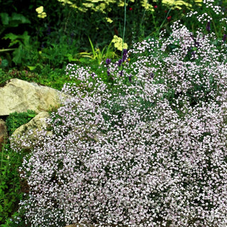 Niedriges Schleierkraut 'Rosenschleier' (Gypsophila repens)