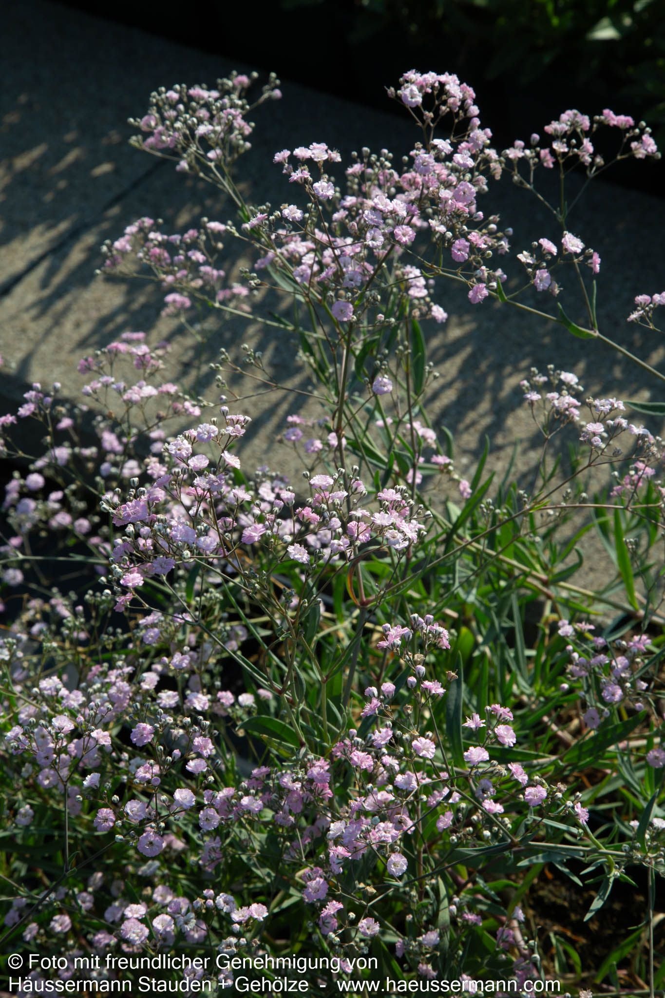 Niedriges Schleierkraut 'Rosenschleier' (Gypsophila repens)