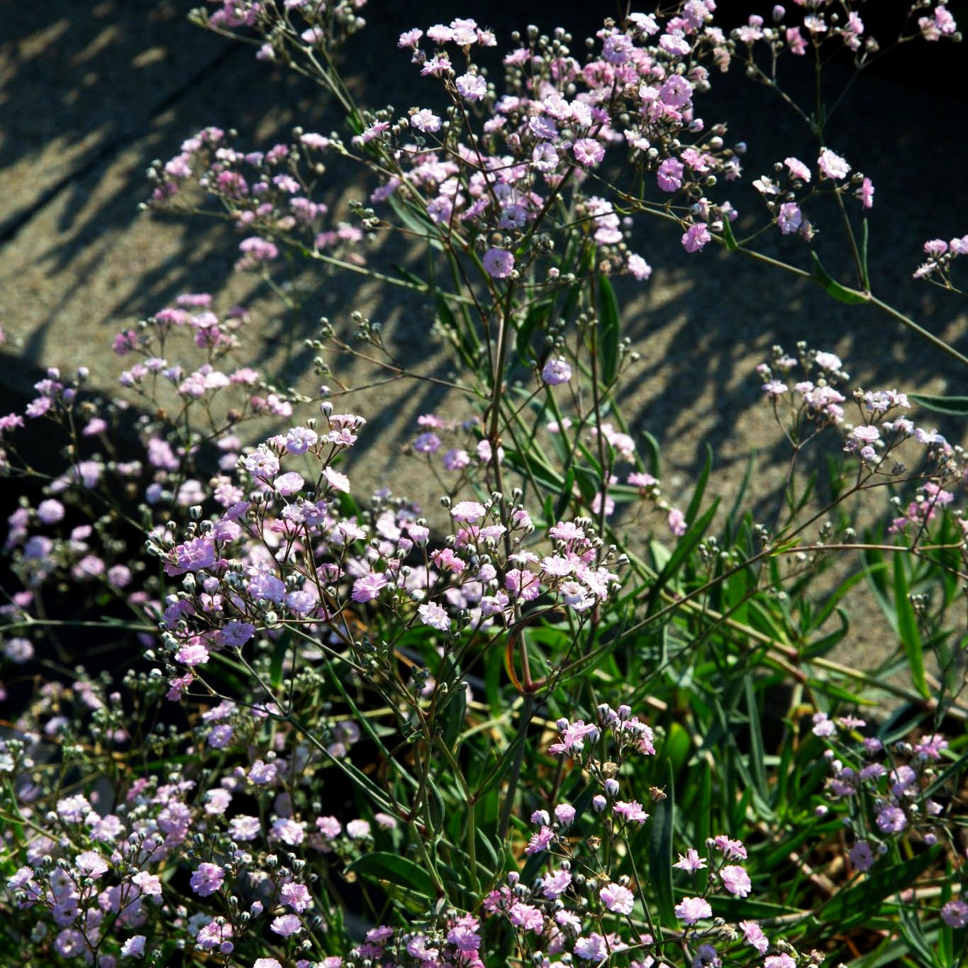 Niedriges Schleierkraut 'Rosenschleier' (Gypsophila repens)