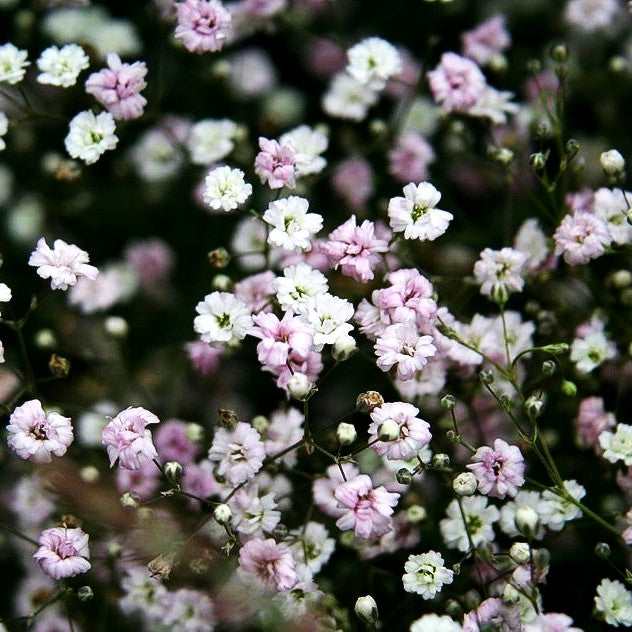 Niedriges Schleierkraut 'Rosenschleier' (Gypsophila repens)