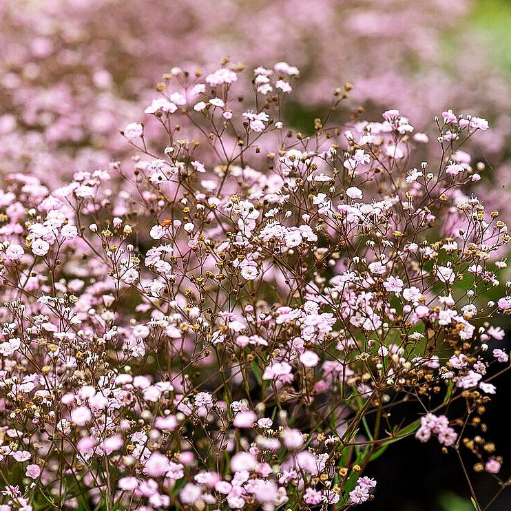 Niedriges Schleierkraut 'Rosenschleier' (Gypsophila repens)